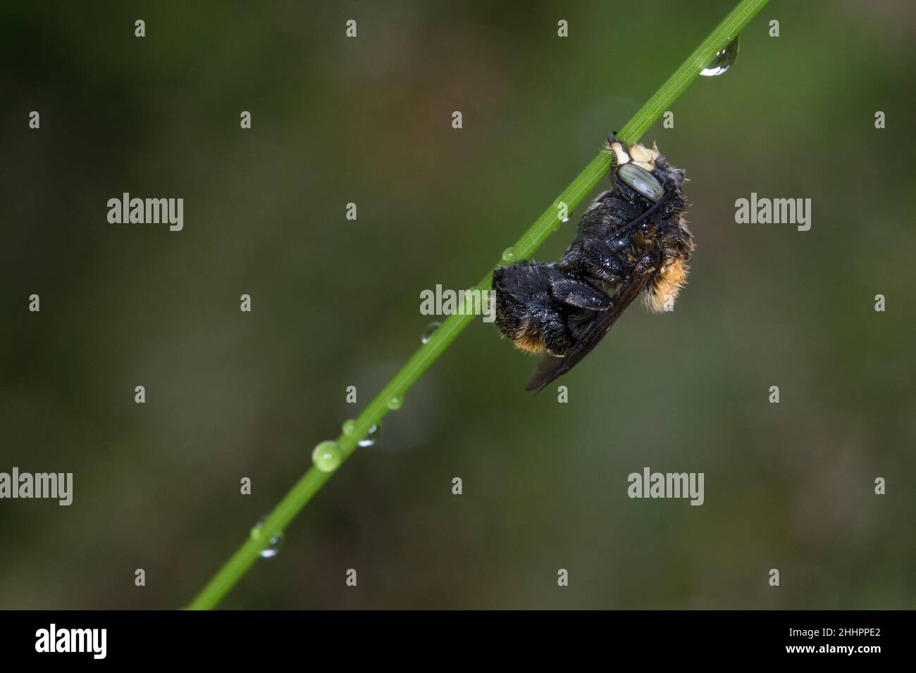 Große Harzbiene hält sich mit Mandibeln am Grashalm fest Stock Photo