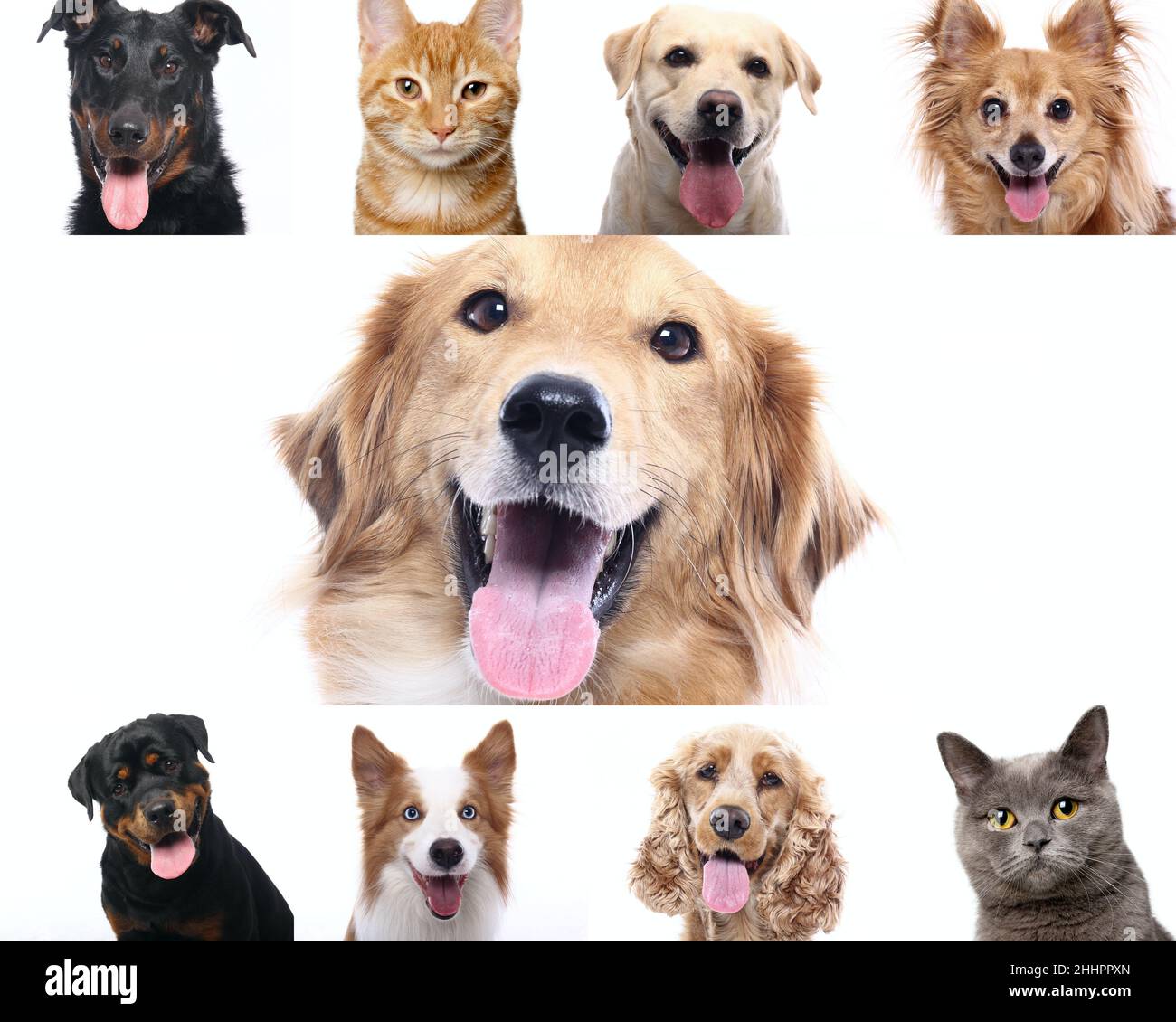 Group of beautiful dogs in front of a white background Stock Photo - Alamy