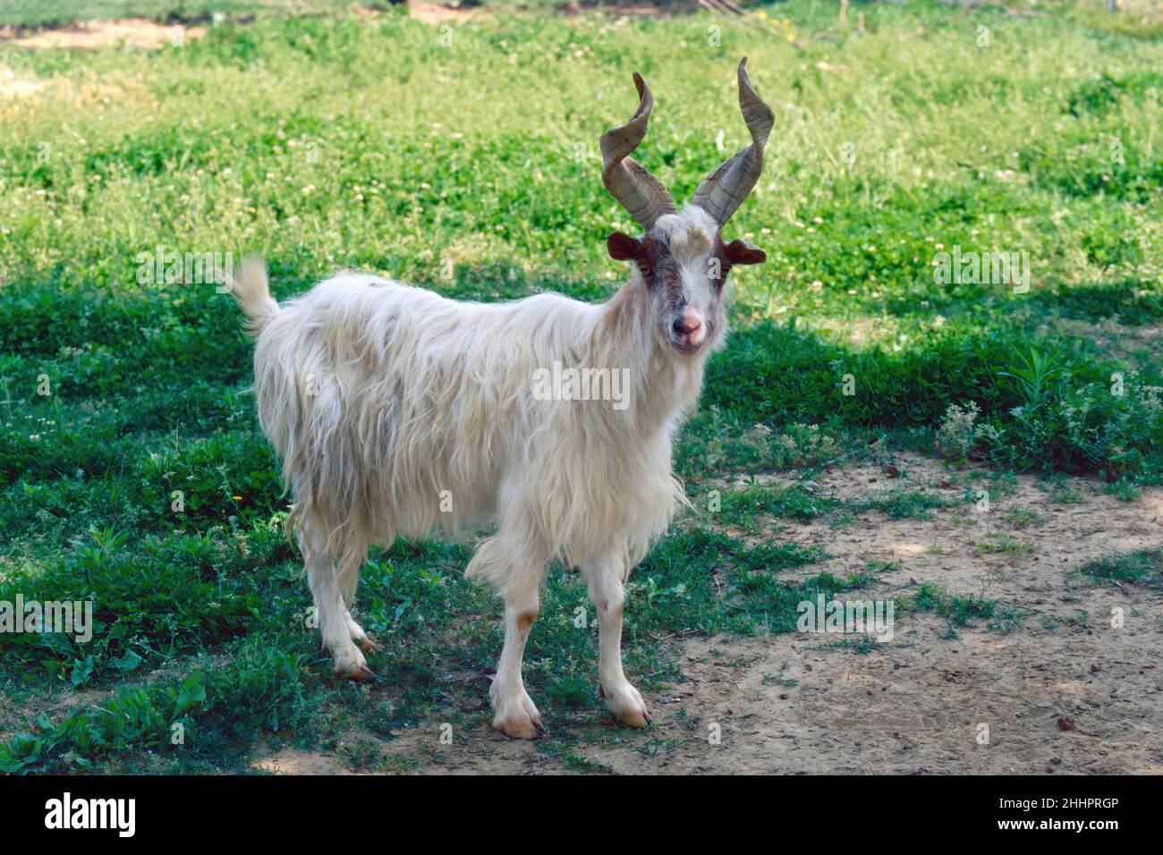 specimen of girgentana goat in a meadow, Capra aegagrus hircus, Bovidae Stock Photo