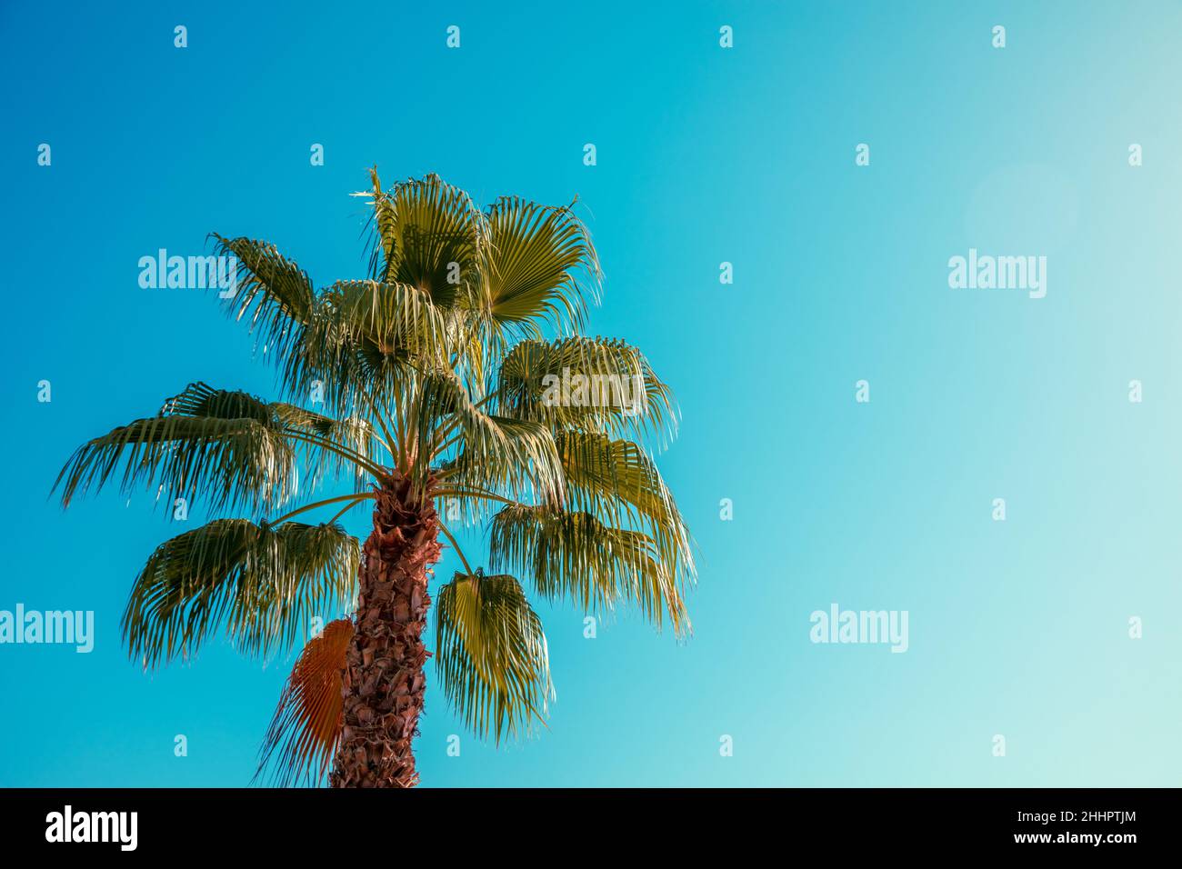 Top of date palm against blue sky Stock Photo