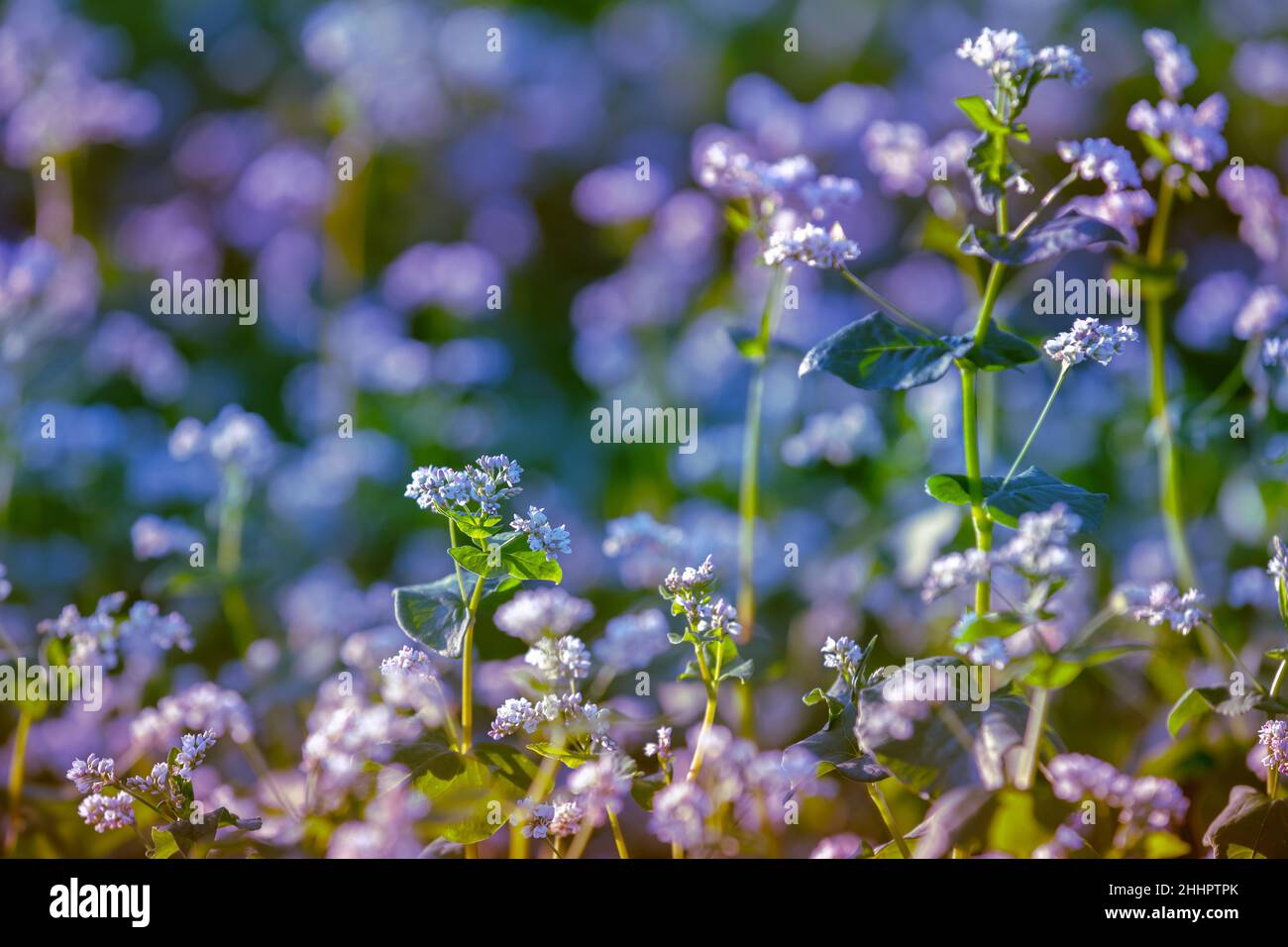 Blooming buckwheat field. Natural floral background Stock Photo