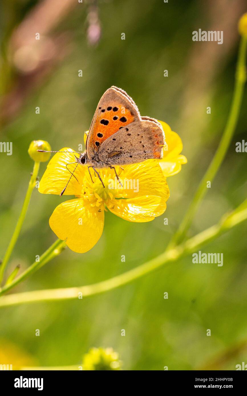 Macro of a small copper (lycaena phlaeas) butterfly on a meadow buttercup (ranunculus acris) blossom with blurred bokeh background Stock Photo