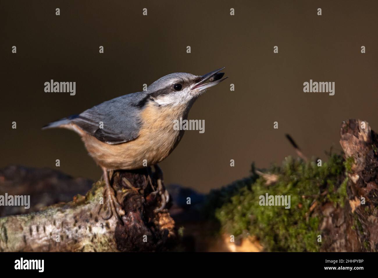 A single adult Eurasian nuthatch in it's natural environment with food in it's mouth and perched on a branch of a tree. Stock Photo