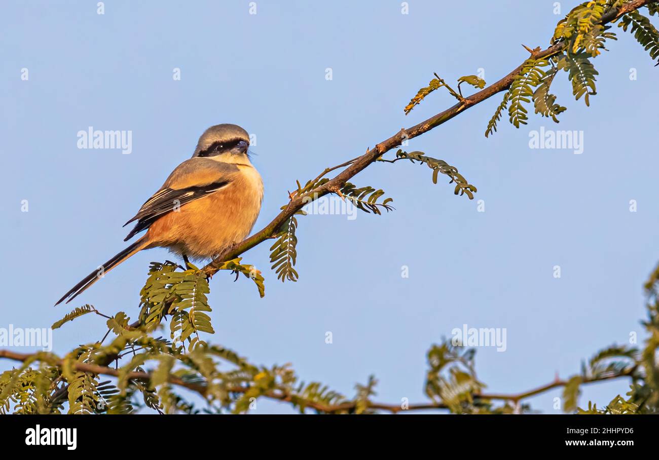 Long Tail Shrike bird perched on a tree branch Stock Photo - Alamy