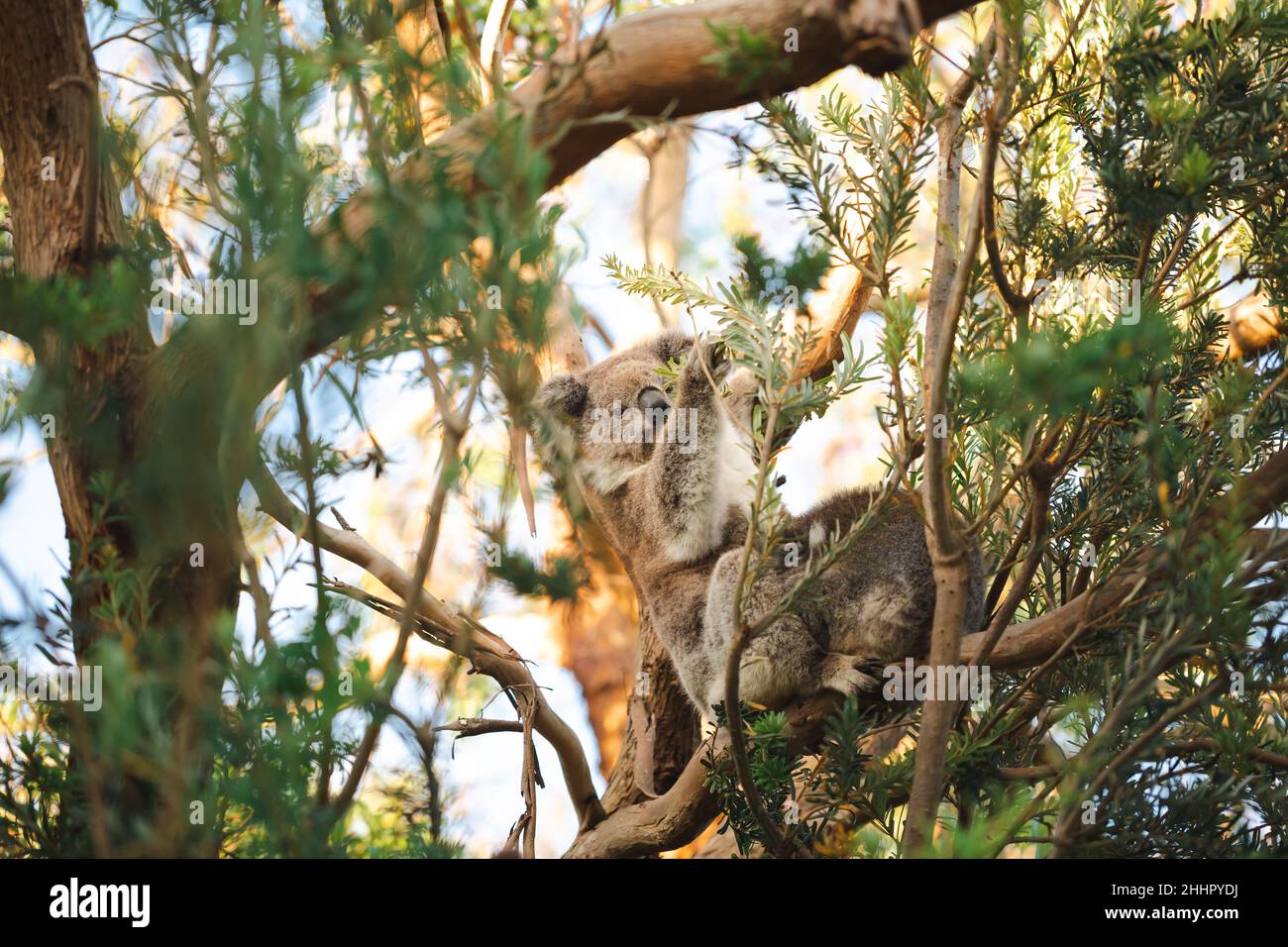 Cute koala bear sitting on a tree Stock Photo - Alamy