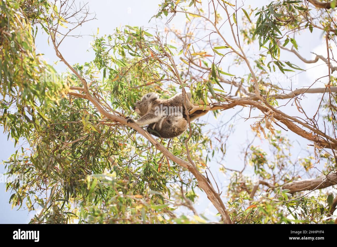 Cute koala bear sitting on a tree Stock Photo - Alamy