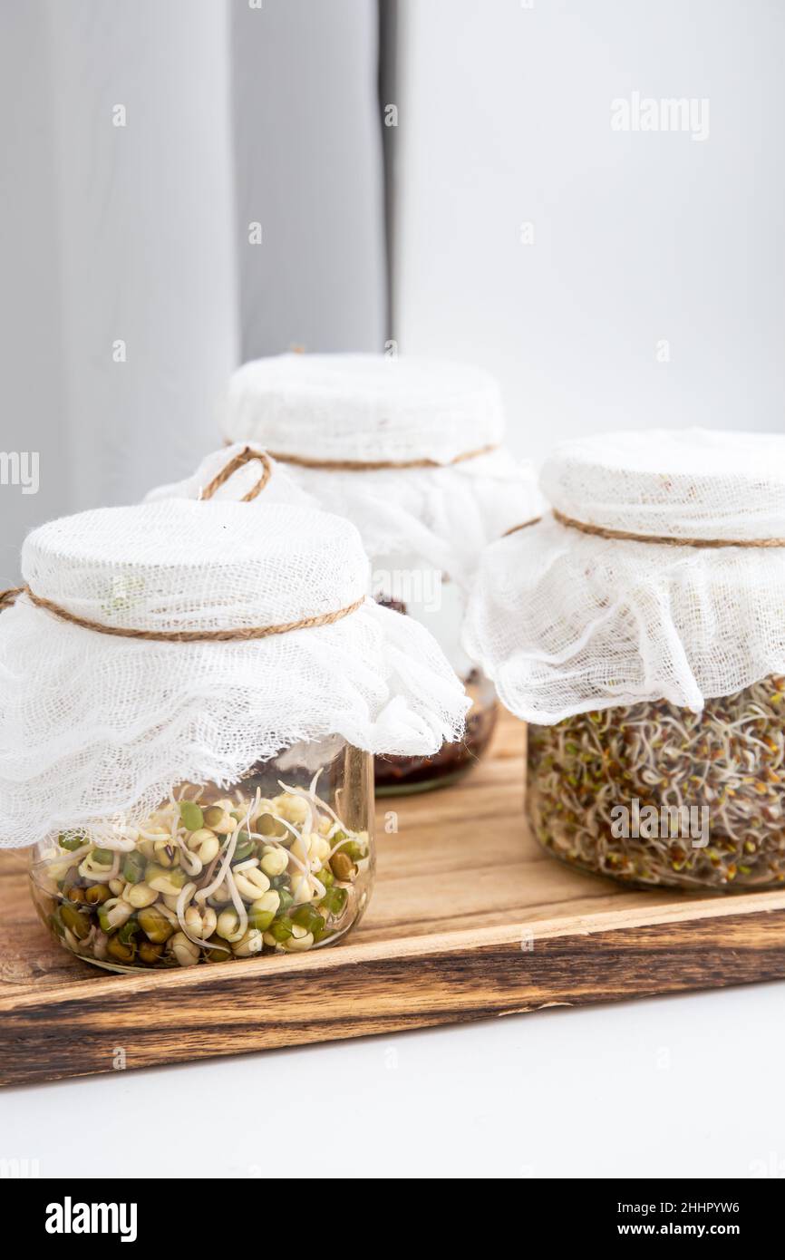 Various seed sprouts growing in glass jars, healthy vitamin rich food snack. Lucerne or Alfalfa, mung bean sprouts, broccoli sprouts seeds in jars. Stock Photo