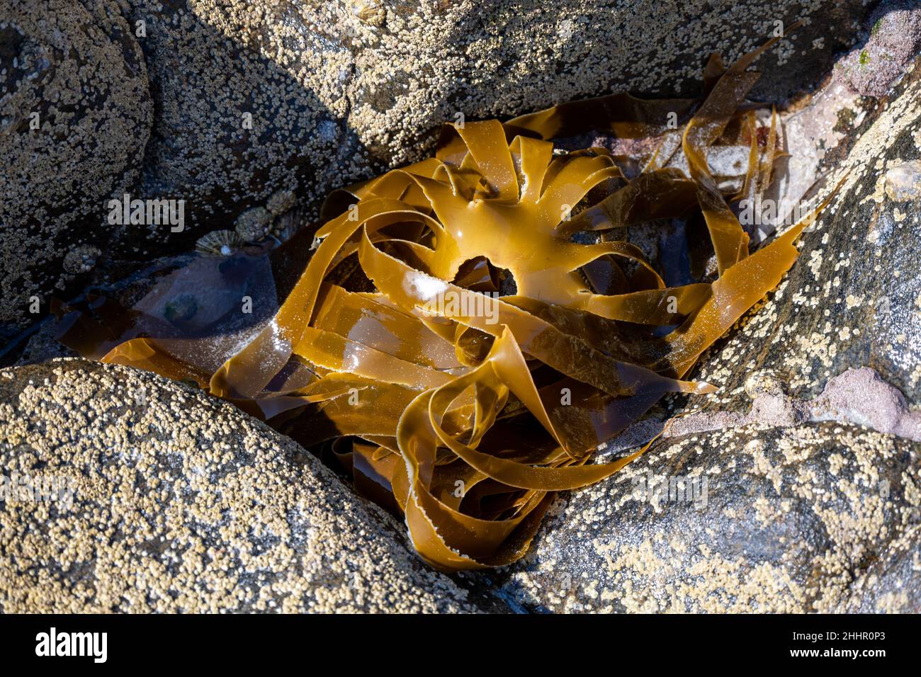 Oarweed (Laminaria digitata) is a large brown algae seaweed and the main species of kelp on Scottish seashores, Traigh Eais Beach, Eoligarry Stock Photo