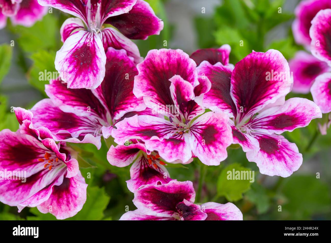 Royal pelargonium flowers - Pelargonium grandiflorum Stock Photo