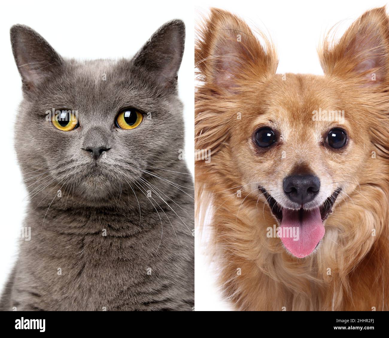 Group of beautiful dogs in front of a white background Stock Photo - Alamy