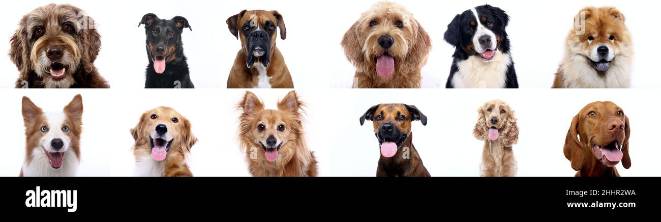 Group of beautiful dogs in front of a white background Stock Photo - Alamy