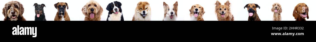 Group of beautiful dogs in front of a white background Stock Photo - Alamy