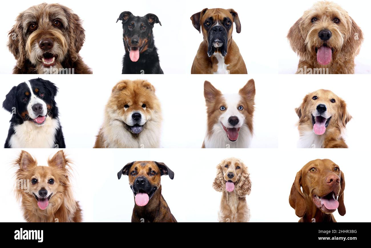 Group of beautiful dogs in front of a white background Stock Photo - Alamy
