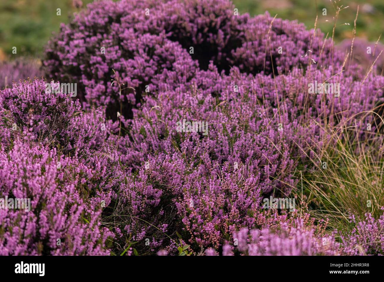Closeup of a heather plant, purple little flowers growing in wild covering the hills of Peak District Stock Photo