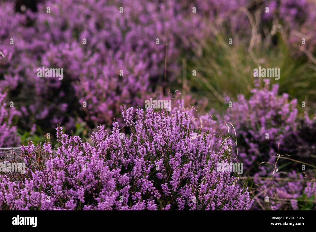 Closeup of a heather plant, purple little flowers growing in wild covering the hills of Peak District Stock Photo