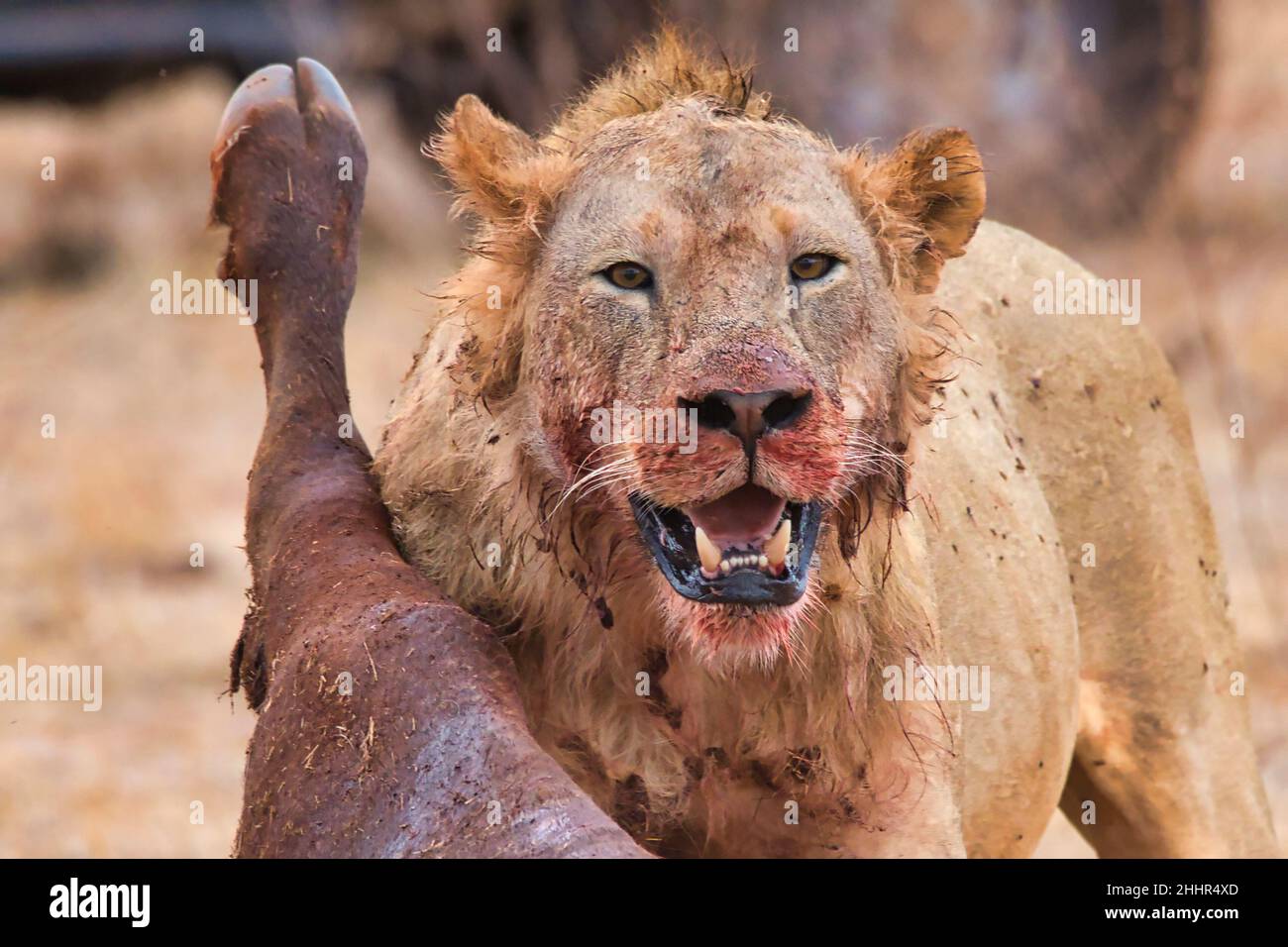 Close-up of a wild lion, Panthera leo, with its prey. Stock Photo