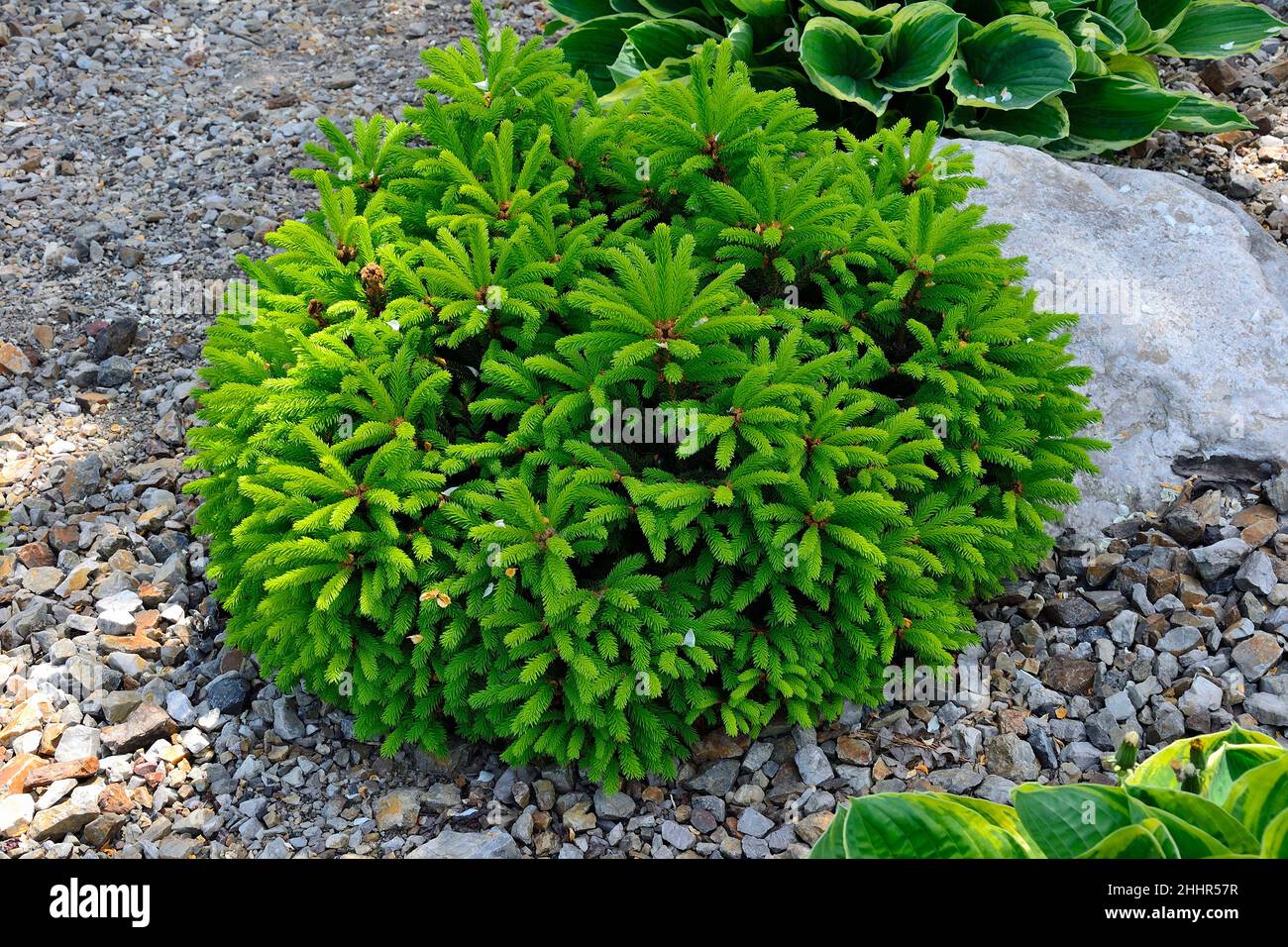 Dwarf spruce Picea abies with soft pale green spring needles on fir shoots. Ornamental evergreen coniferous compact plant for garden landscape design. Stock Photo