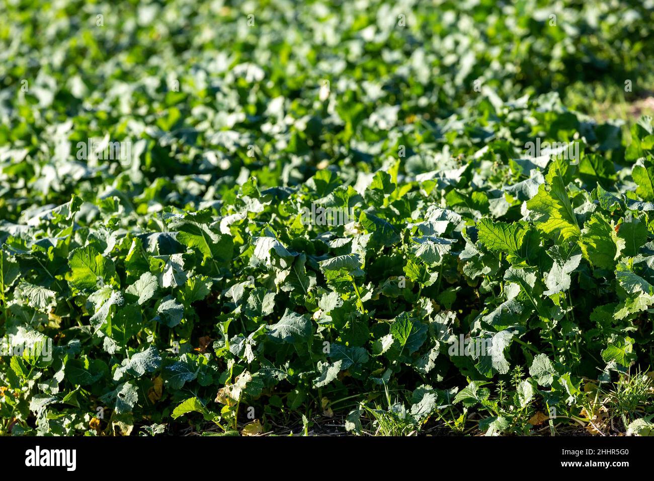 Green Root vegetable Crops in Sussex on a Sunny Winters Day Stock Photo