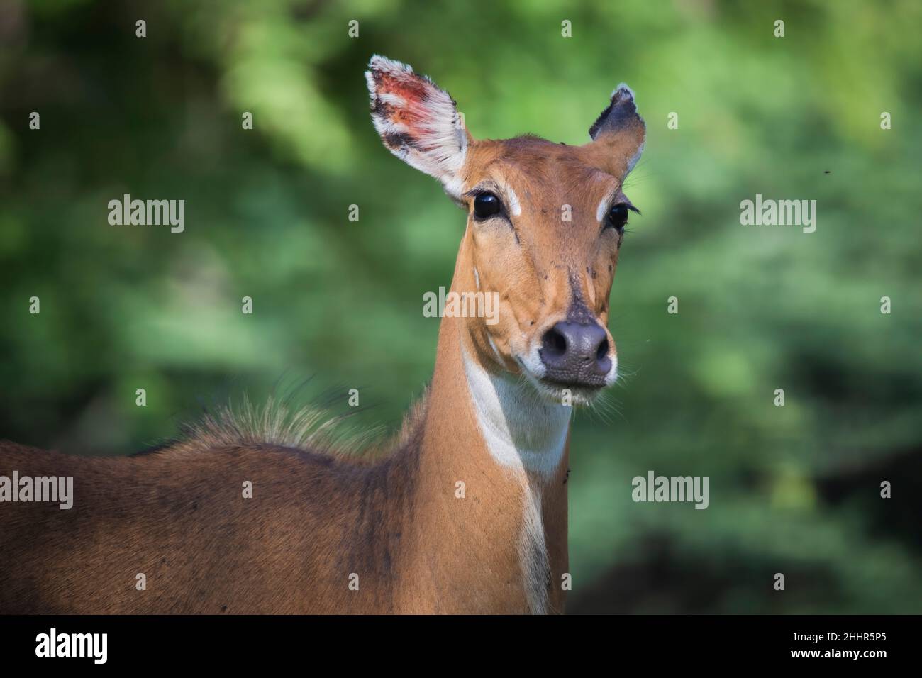 Blue bull of india hi-res stock photography and images - Alamy