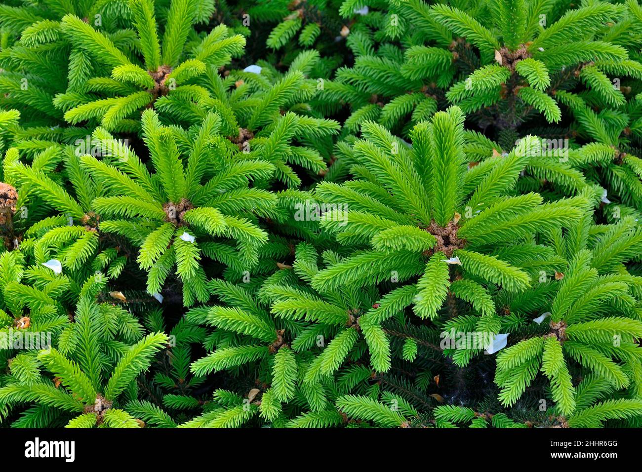 Dwarf spruce Picea abies with soft pale green spring needles on fir shoots texture, close up. Ornamental evergreen coniferous plant for garden landsca Stock Photo