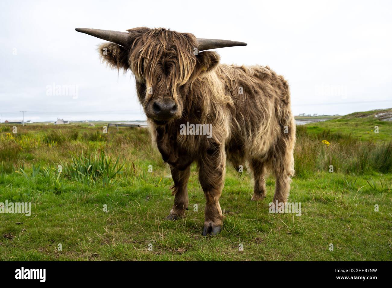 Scottish Highland calf (Bos taurus taurus) near A865 Rd, Cladach Chircebost Stock Photo