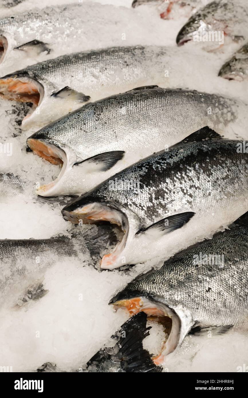 Whole salmon arranged on a bed of fresh ice for sale in a market Stock Photo