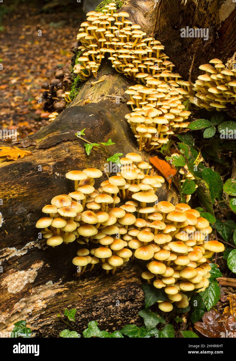 Sulphur Tuft or Clustered Woodlover mushrooms (Hypholoma fasciculare) on a fallen tree in woodland on Southampton Common. Stock Photo