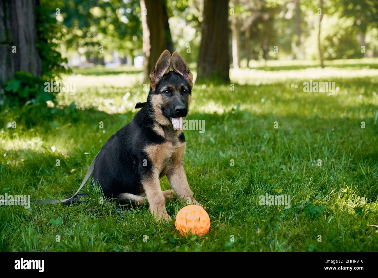 are german shepherds good with little dogs