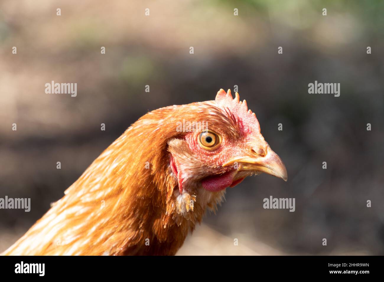 Hühnerzucht Hühnerausstellung Pokale Plakette mit Relief Hahn & Hennen 