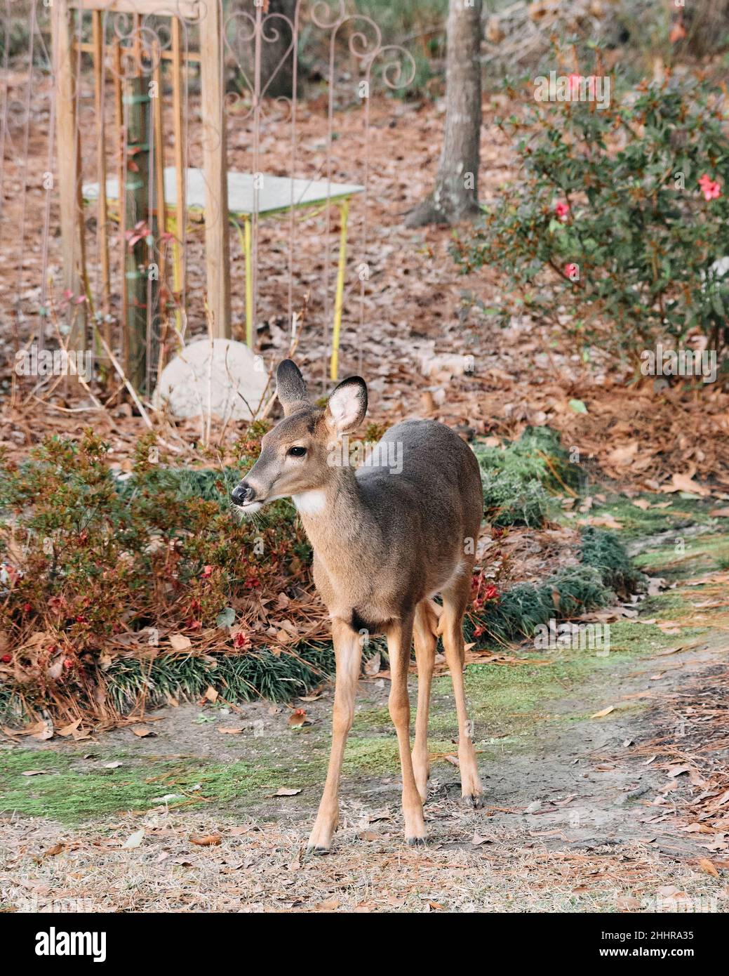 Young eastern whitetail deer, Odocoileus virginianus, in a residential backyard looking for food in Pike Road Alabama, USA. Stock Photo