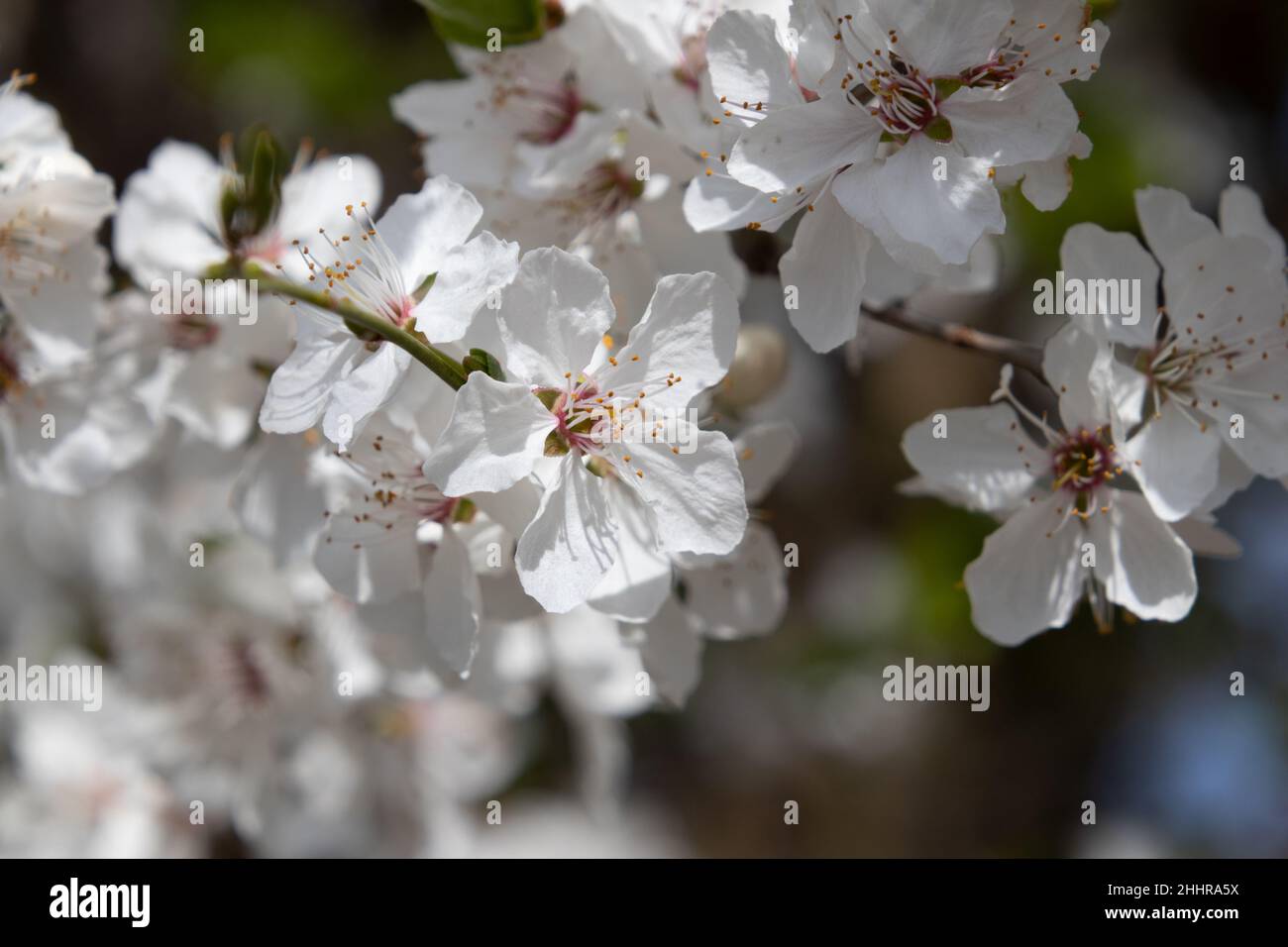 Kirschblüten Stock Photo