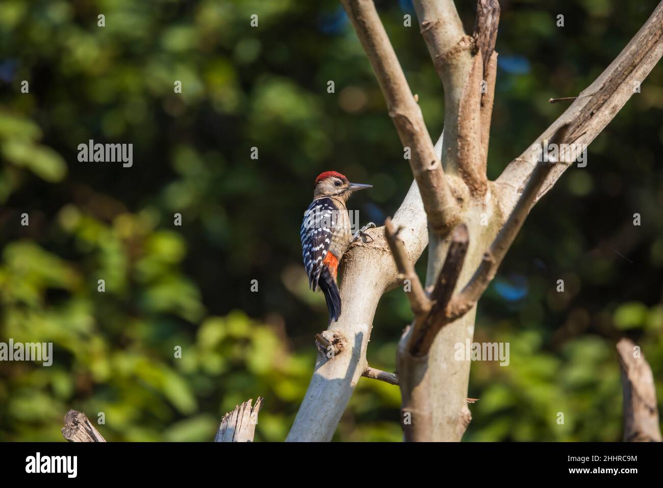 Fulvous-breasted Woodpecker, Dendrocopos macei, male, Uttarakhand, India Stock Photo