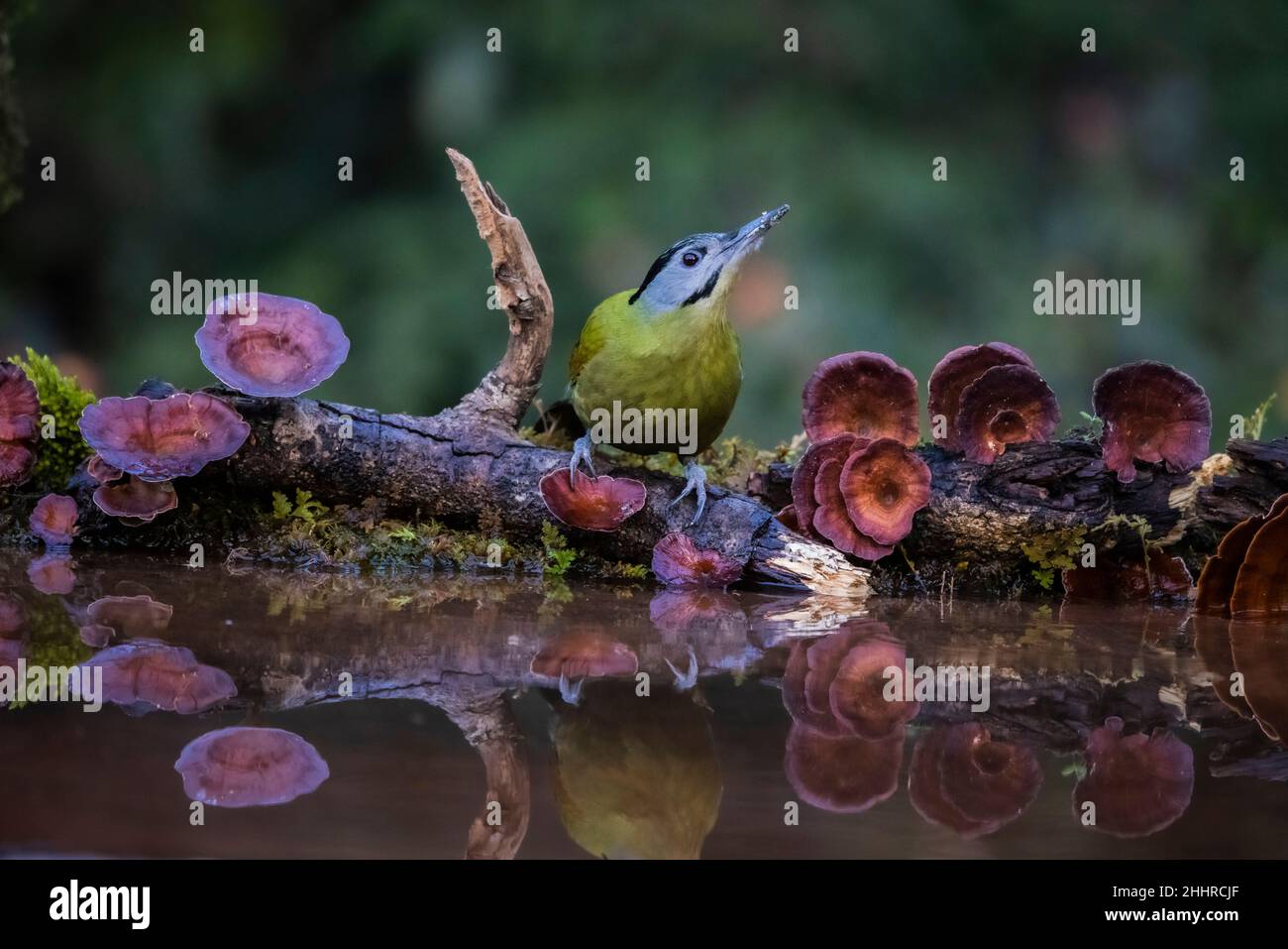 Grey-headed Woodpecker, Picus canus, Uttarakhand, India Stock Photo