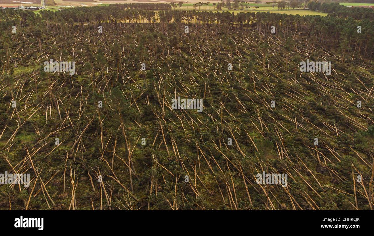 Aerial drone reveal over trees hi-res stock photography and images - Alamy