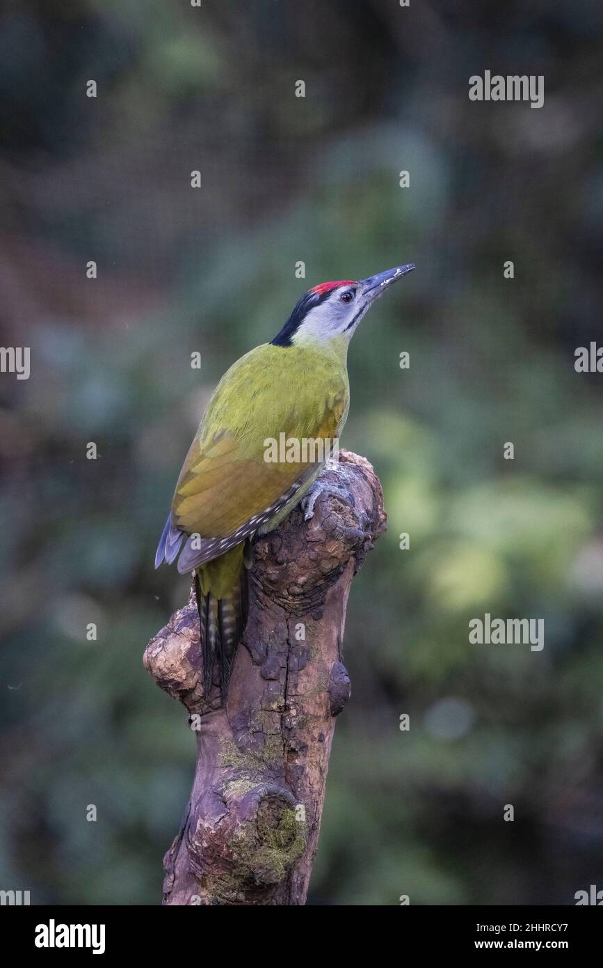 Grey-headed Woodpecker, Picus canus, Uttarakhand, India Stock Photo