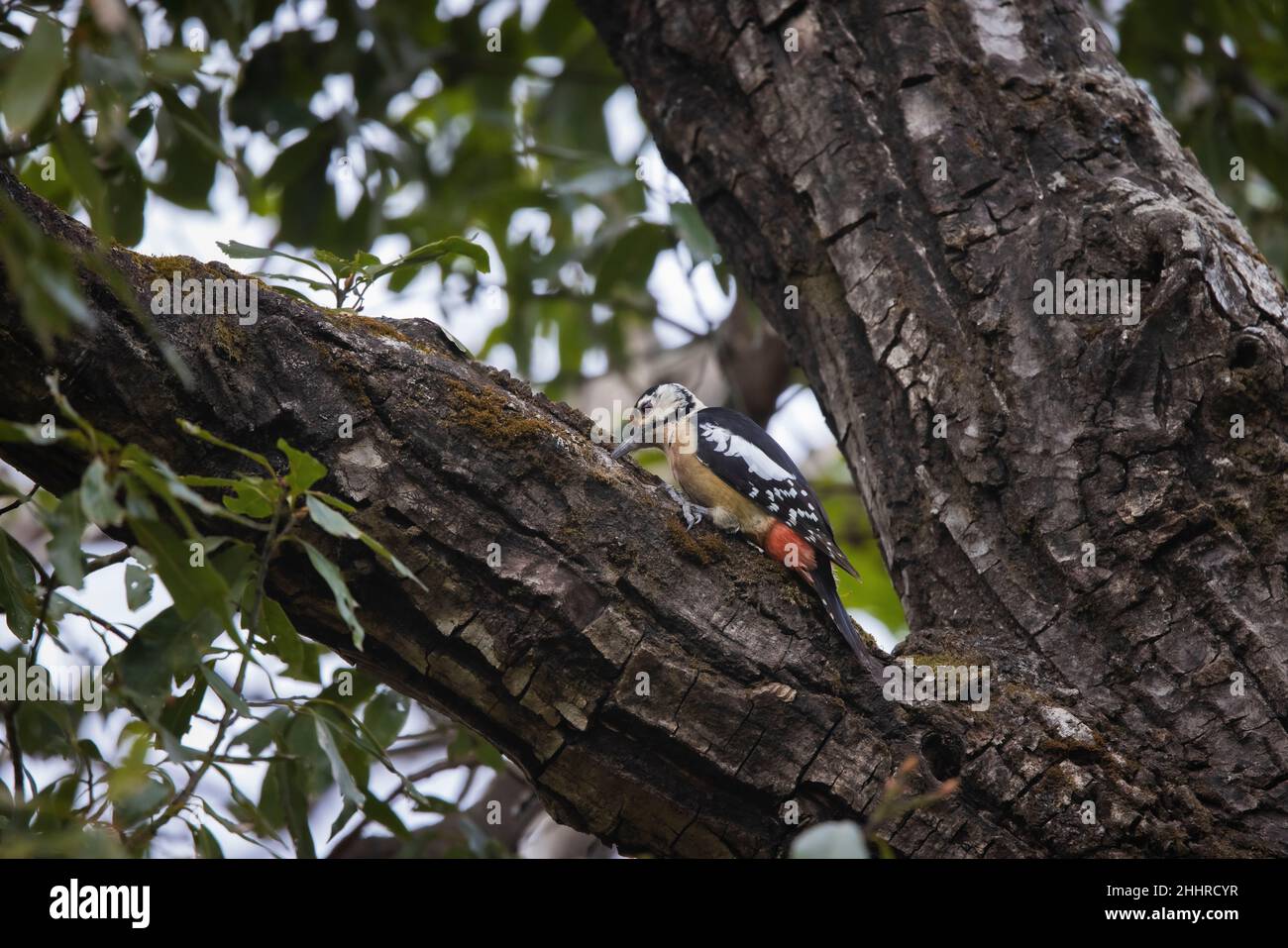 Himalayan Woodpecker, Dendrocopos himalayensis, Uttarakhand, India