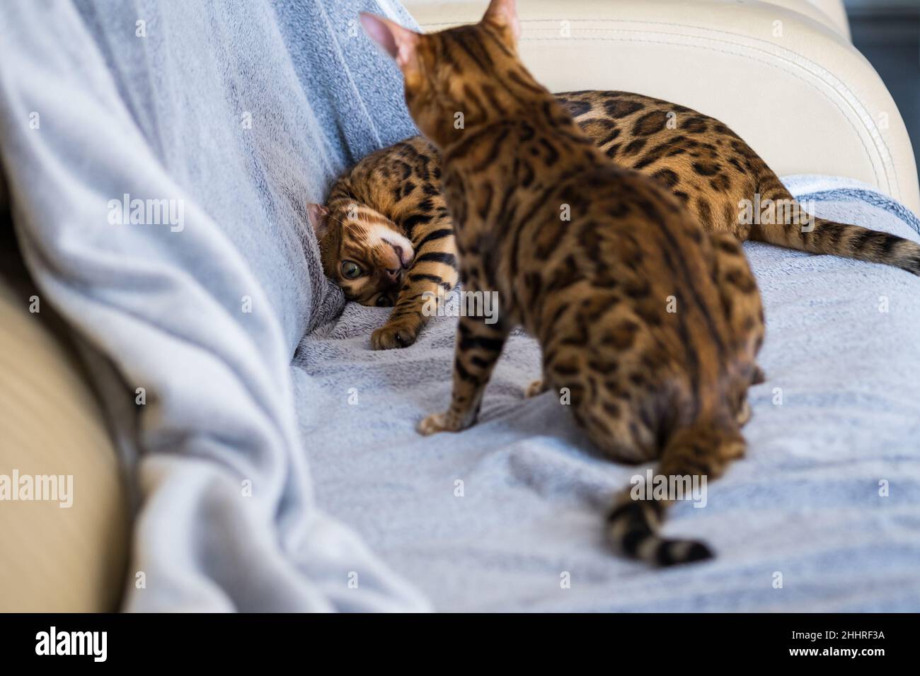 Two Bengal cats play on the couch at home. Pets, animal care Stock ...