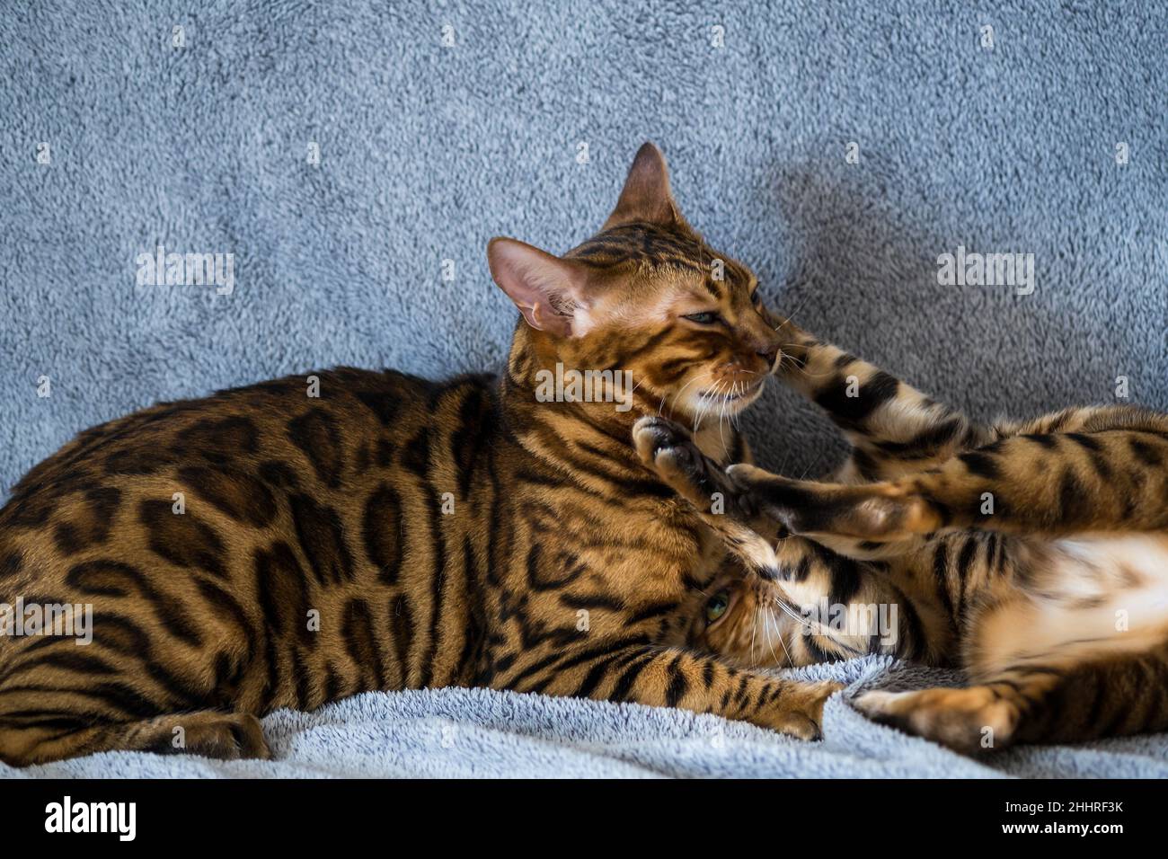 Two Bengal cats play on the couch at home. Pets, animal care Stock ...