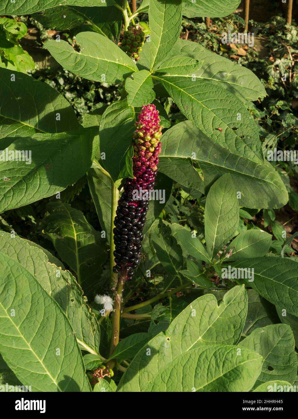 Phytolacca acinosa, Indian pokeweed - a plant native to the Himalayas found in Europan gardens. All parts are poisonous or narcotic. Stock Photo