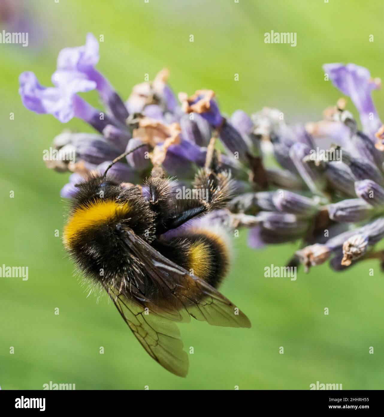 Wild bee collecting nectar from a lavender flower Stock Photo