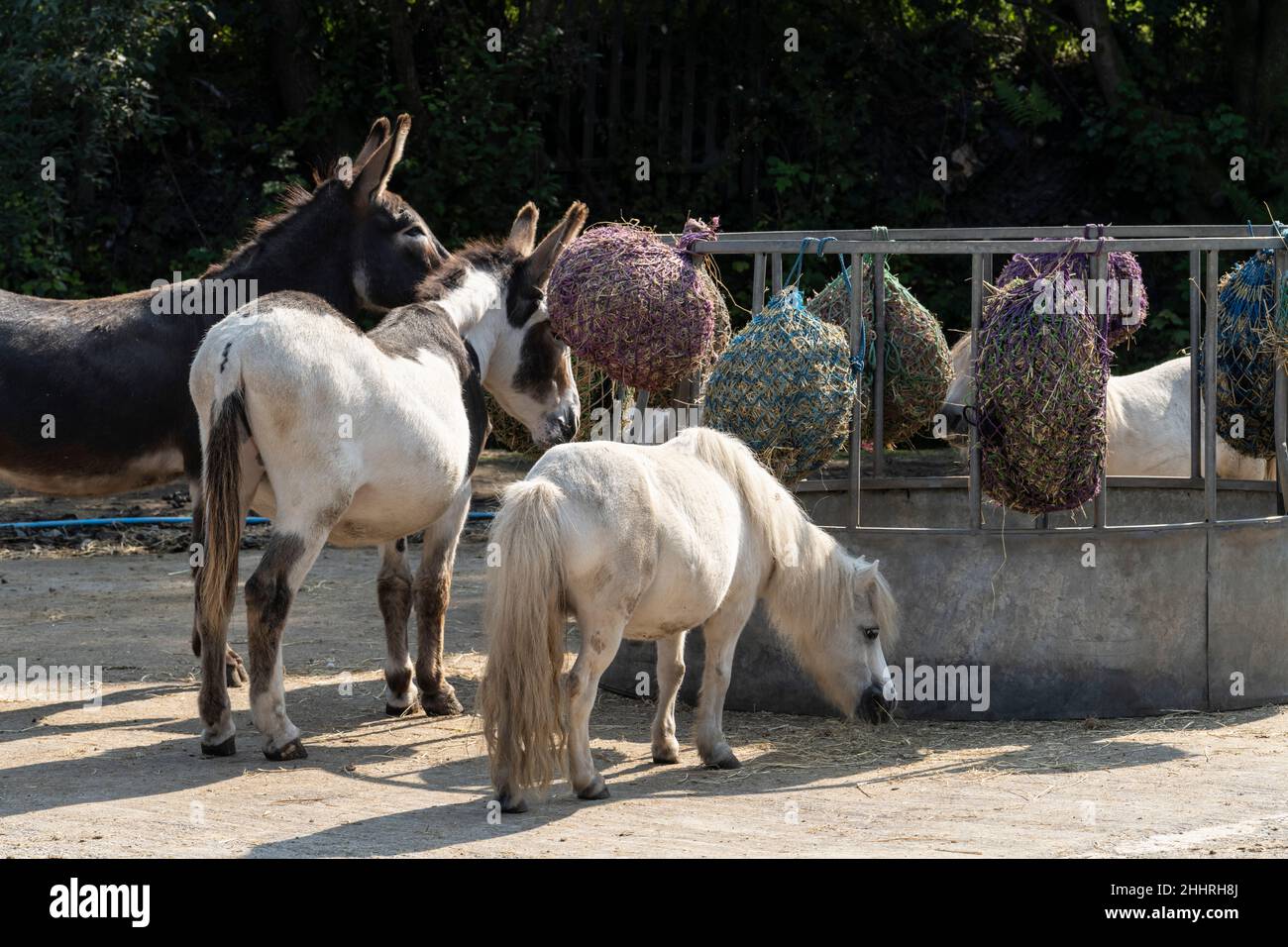 Five sisters zoo park hi-res stock photography and images - Alamy