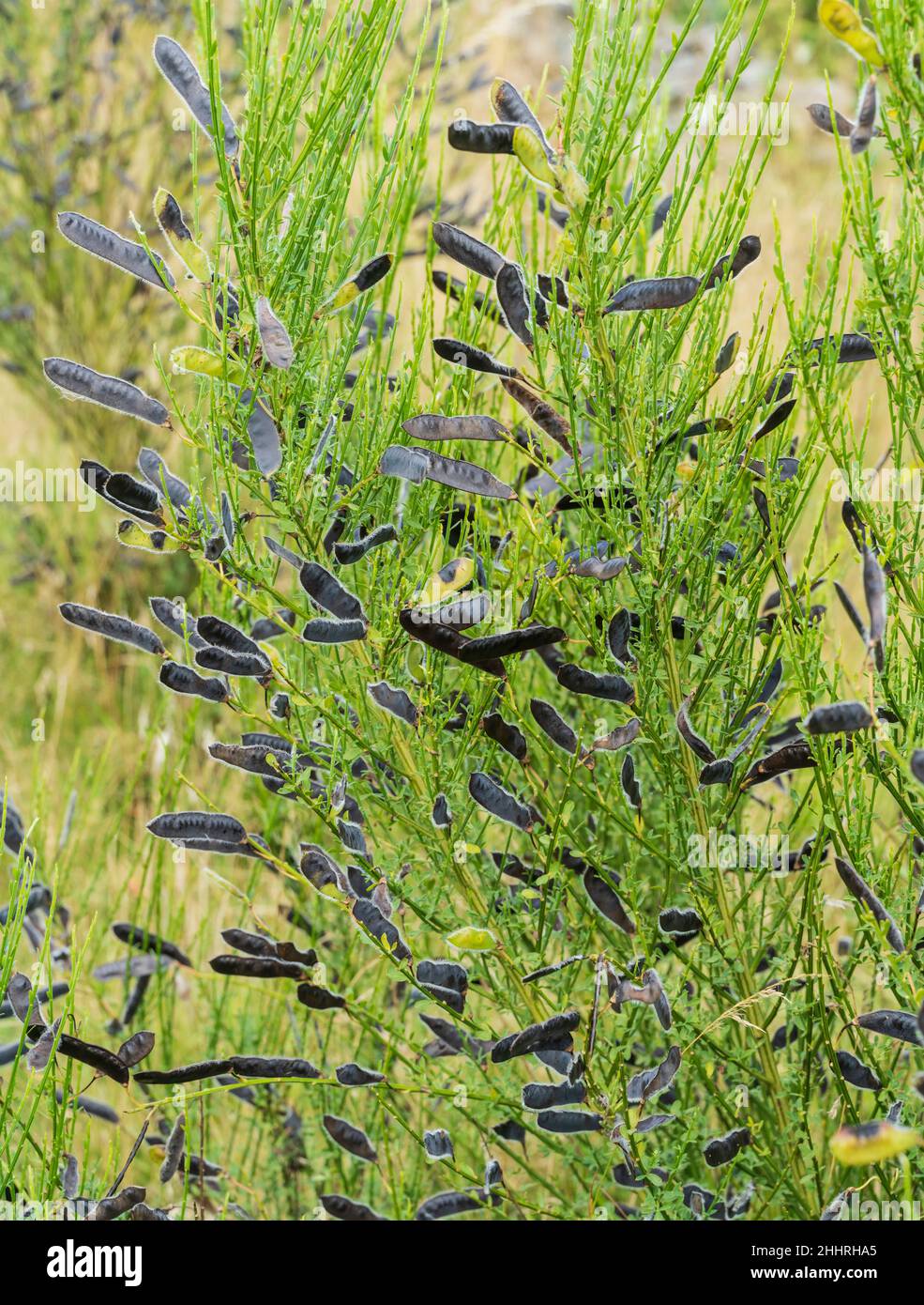 Hawick, Scottish Borders - on Galalaw hill. Broom seed pods. Stock Photo