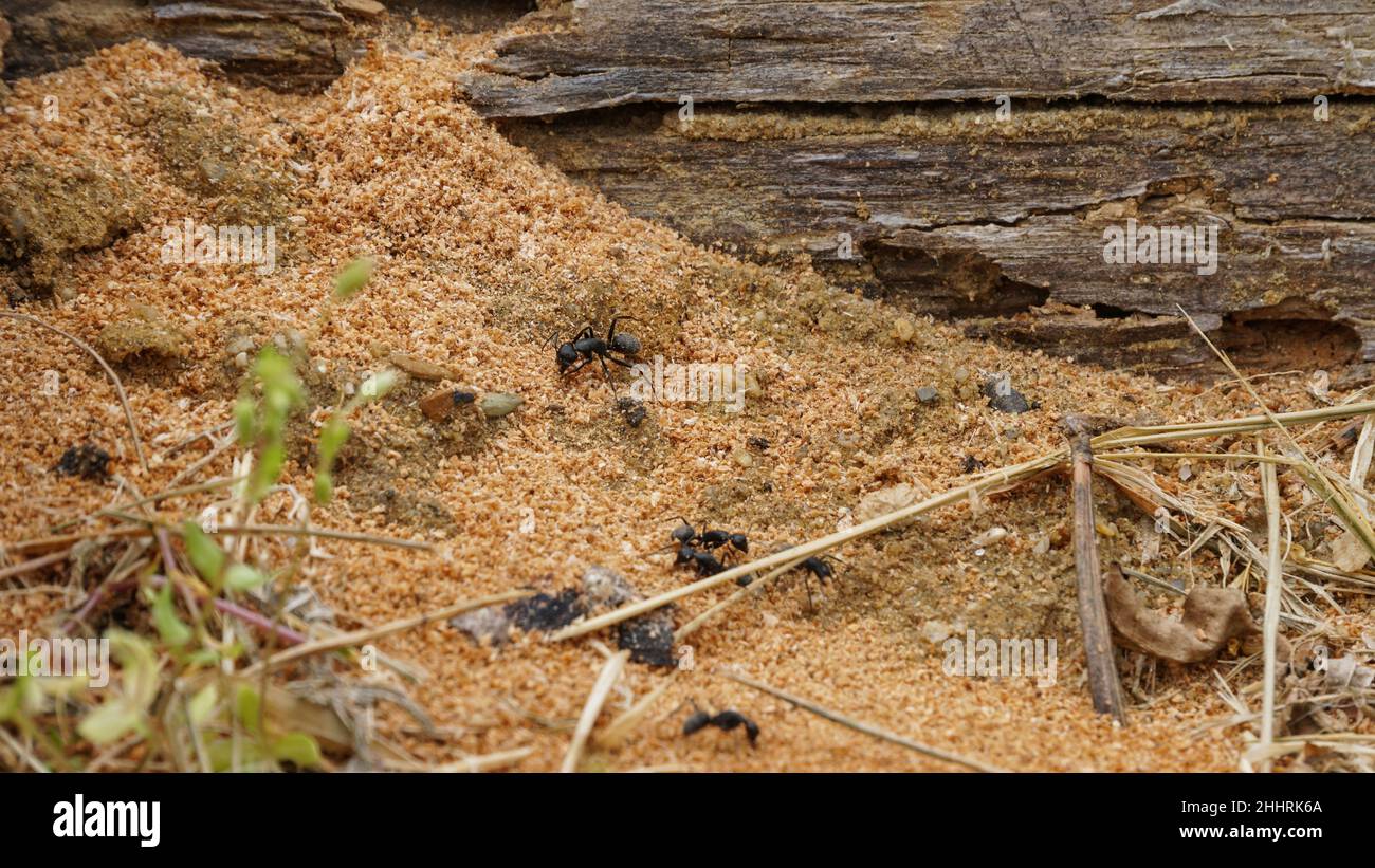 Black ants colony concept of teamwork and hard working Stock Photo