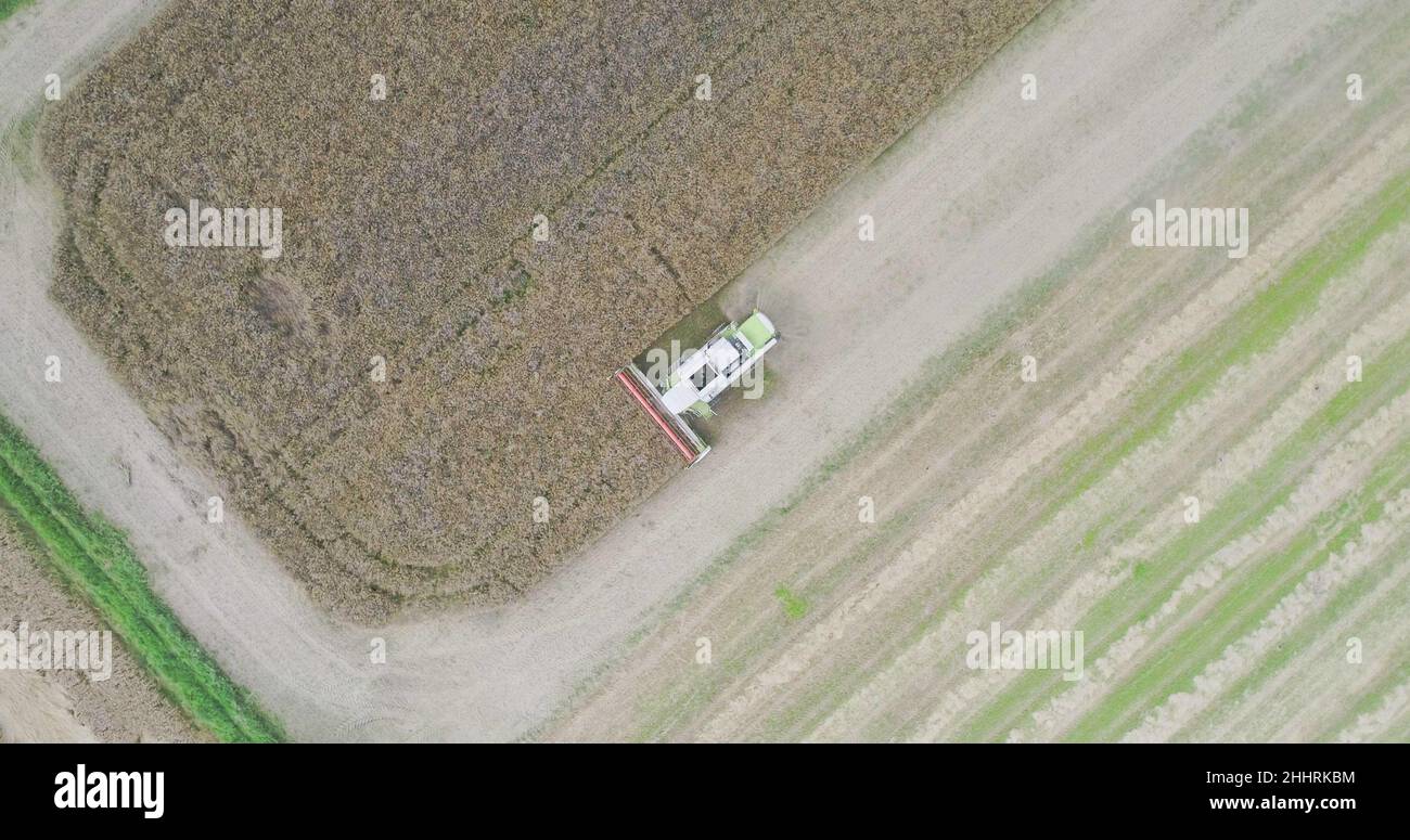Harvisting Field Agriculture Harvester Harvesting Field Aerial View Stock Photo - Alamy