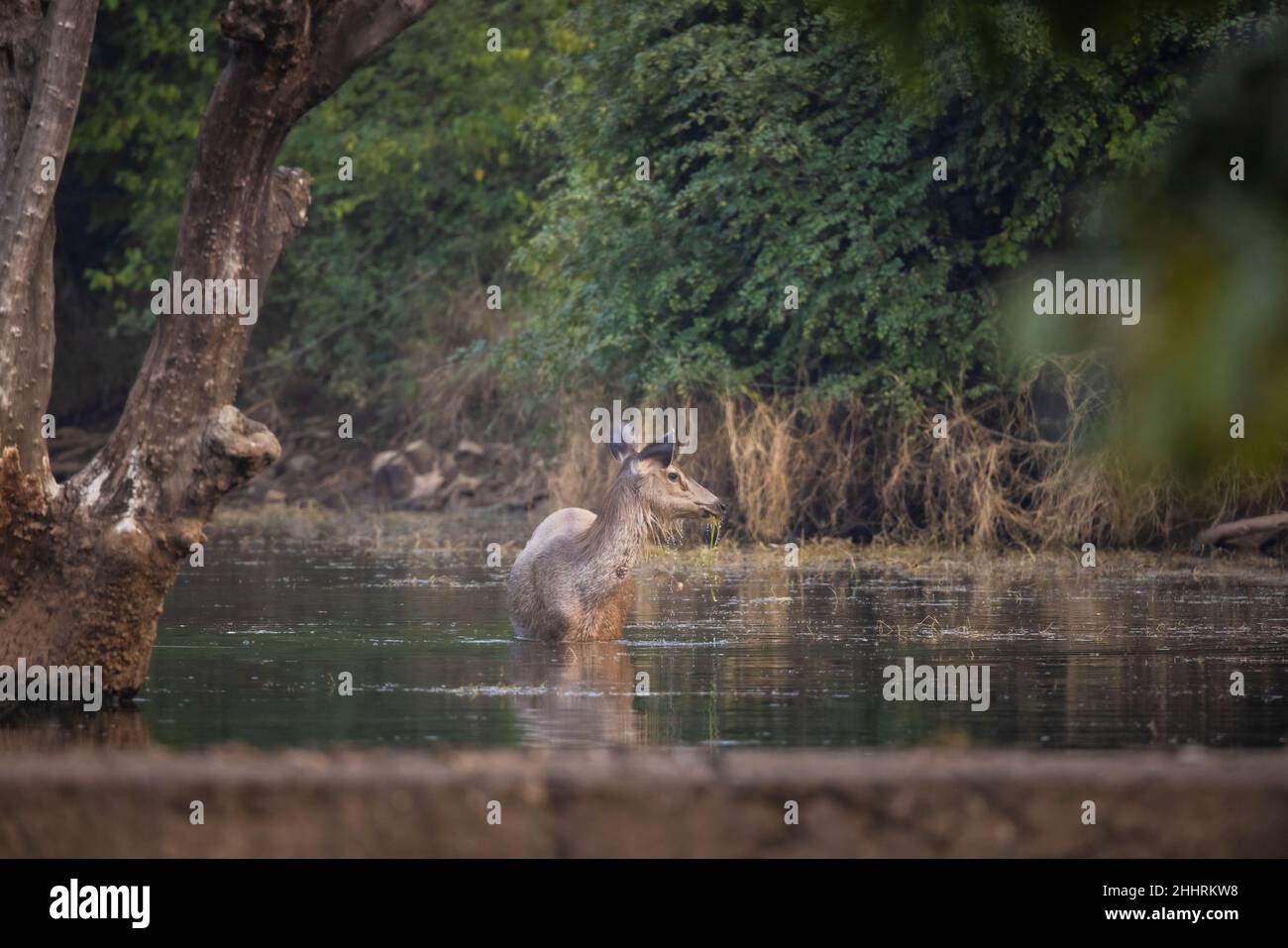 Sambar Deer, Rusa unicolor, Ranthambhore Tiger Reserve, Rajasthan, India Stock Photo