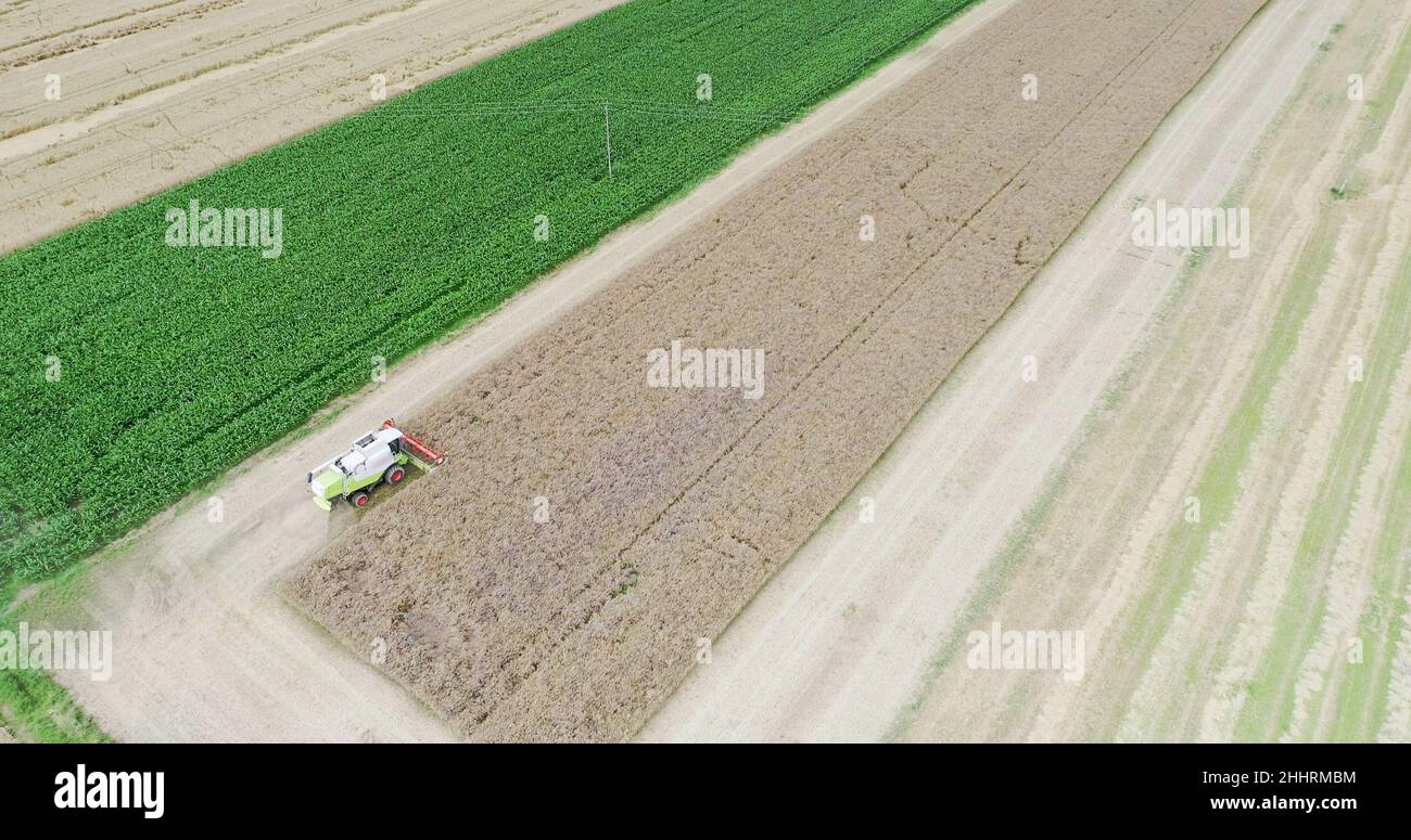 Harvisting Field Agriculture Harvester Harvesting Field Aerial View Stock Photo - Alamy