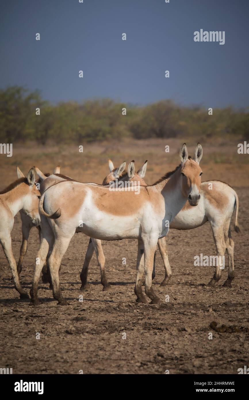Asiatic Wild Ass, Equus hemionus khur, Little Rann of Kutch, Gujarat, India Stock Photo - Alamy Asiatic Wild Ass, Equus hemionus khur, Little Rann of Kutch, Gujarat, India Stock Photo - Alamy