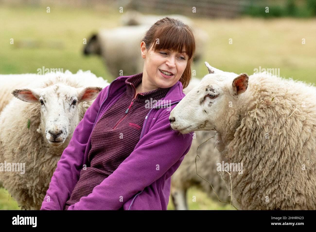The Vegan Shepherdess.  Images of a woman in northern Scotland who cares for a small flock of sheep, many of which have age and health issues. Stock Photo