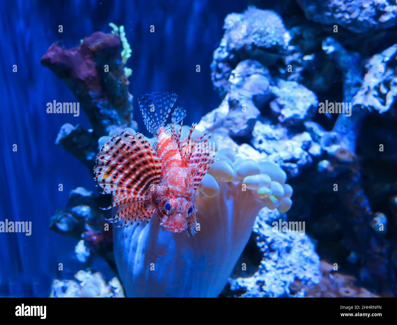 Dwarf Lionfish Swimming Among Bubble Coral, Steinhart Aquarium, San Francisco Stock Photo