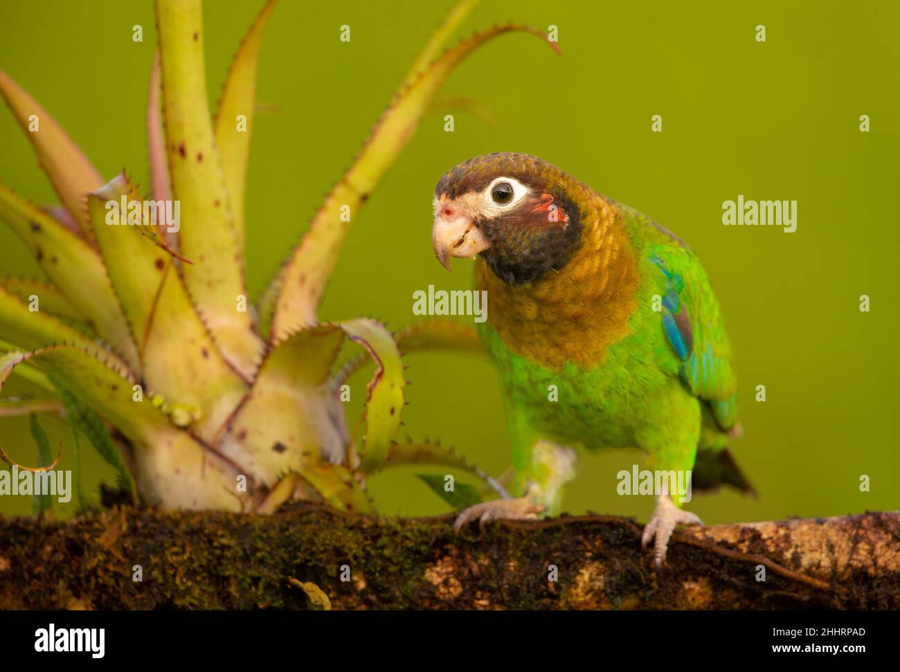 Brown-Hooded Parrot (Pionopsitta haematotis) Stock Photo